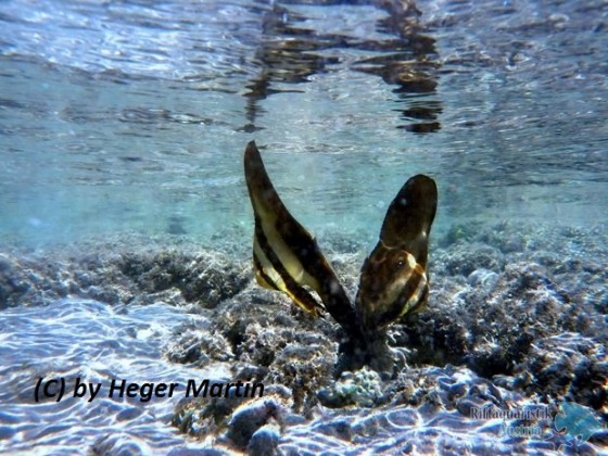 Platax teira - Langflossen Fledermausfisch Babys!