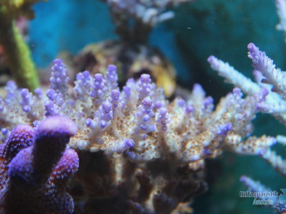 Acropora