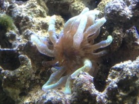 Mini Anemone