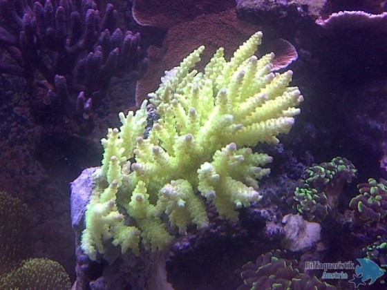 Acropora sp.?