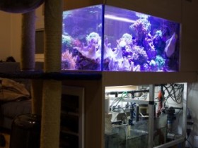 Aquarium-201502281836303702.jpg