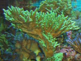 Acropora