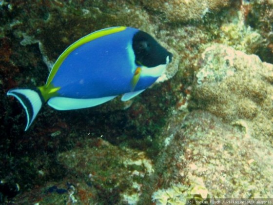 Seychellen