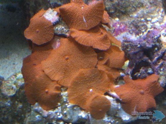 scheibenanemone orange.JPG