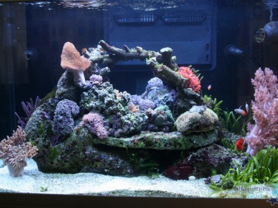 my Tank!