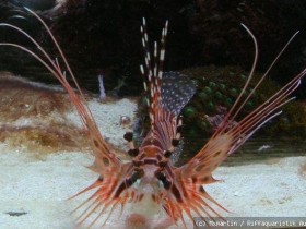 Pterois antennata