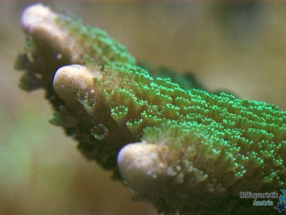 Montipora