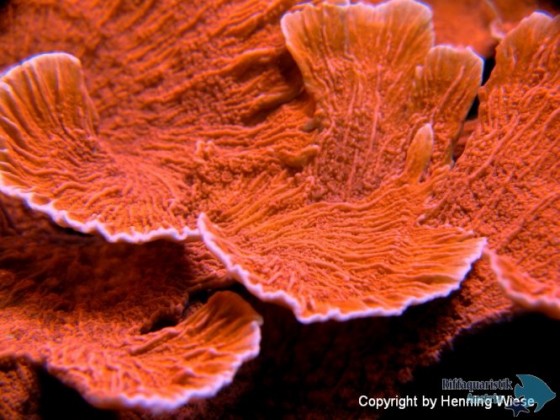 Montipora hodgsoni-Makro.jpg