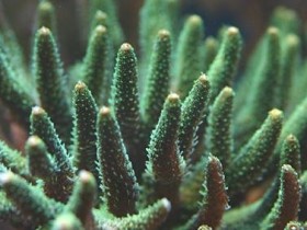 Millepora