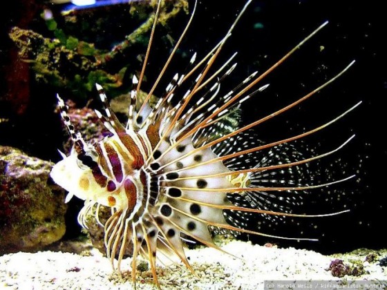 Pterois antennata