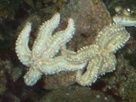 Eisseestern(Marthasterias glacialis)