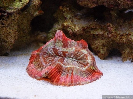 Trachyphyllia geoffroyi