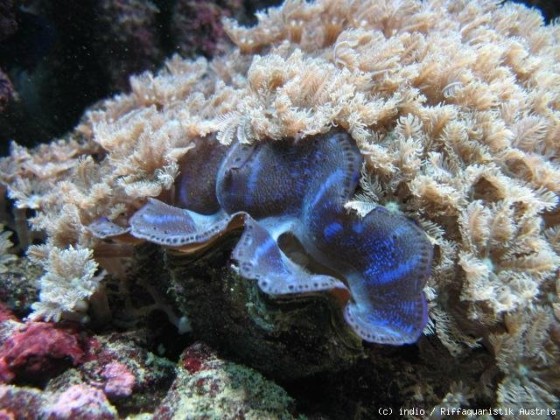 Tridacna maxima