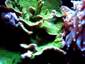 Montipora vietnamensis-LED.jpg