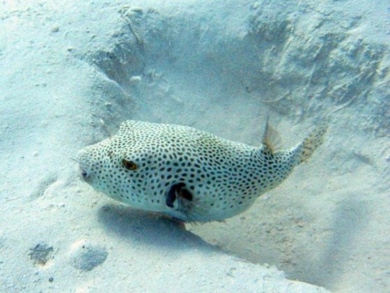 Kugelfisch mit Sandhöhle