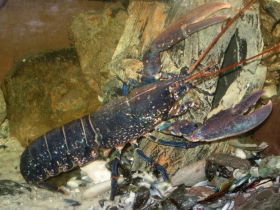 Hummerdame(Homarus gammarus)