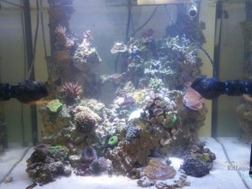 Reef Tank