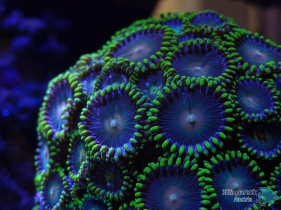 zoas