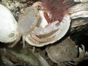 Schwimmkrabbe(Liocarcinus holsatus)