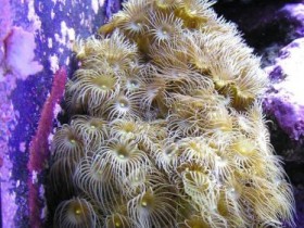 Krustenanemone