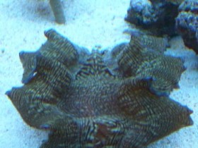 Tridacna squamosa