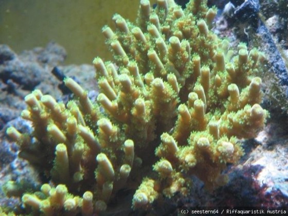 Acropora