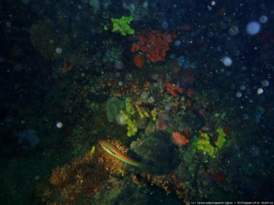 Dunkelheit in der Höhle