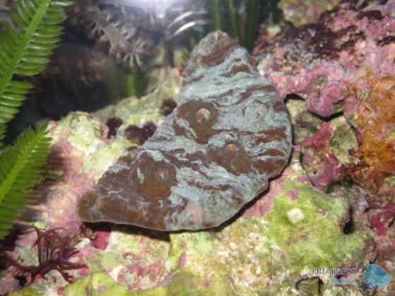 Aquarium14.12.12 015.JPG