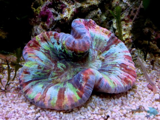 Trachyphyllia geoffroyi