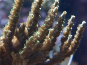 Acropora