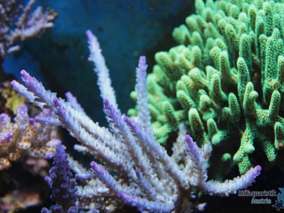 Acropora