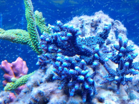 Acropora sp.