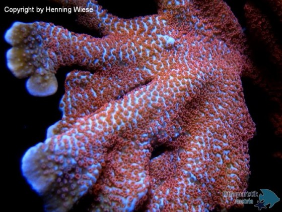 Montipora samarensis-LED.jpg