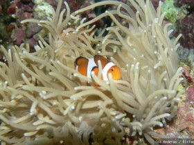 Lederanemone frühes Stadium