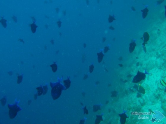 Reethi Beach (Malediven) - ein Paradis für Rotzahn-Doktorfische