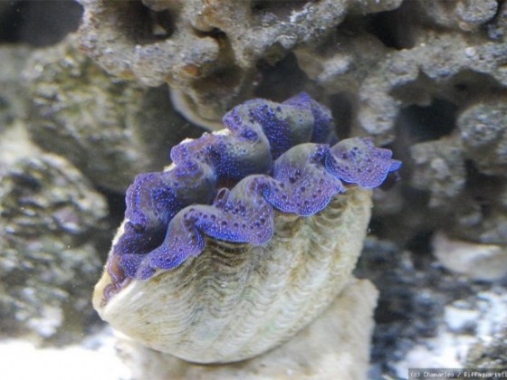 Tridacna maxima