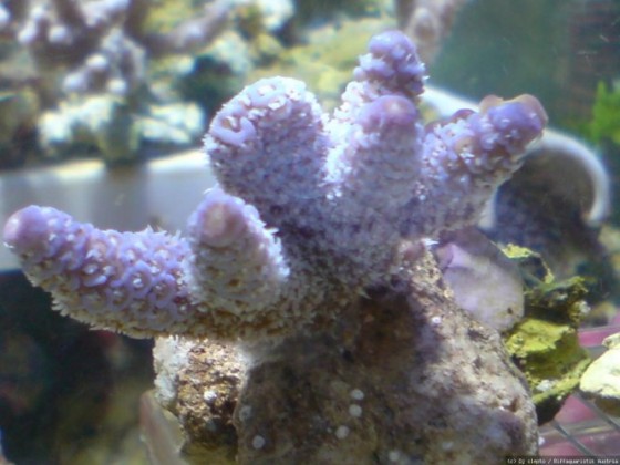 acropora