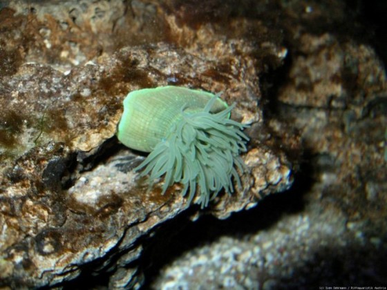 Actinia equina green