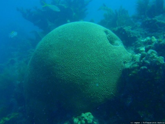 Sombrero Reef