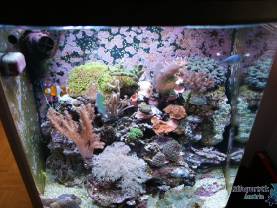 My Reef