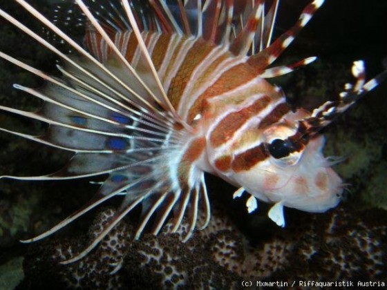 Pterois antennata