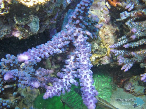 Unterwasserbilder von meinen SPS