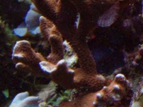 montipora digitata anfangs...