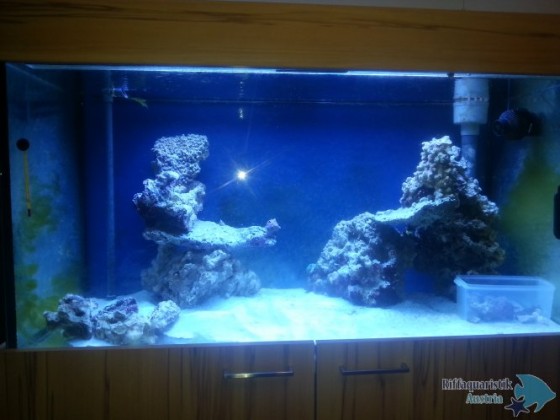 Aquarium Woche 3