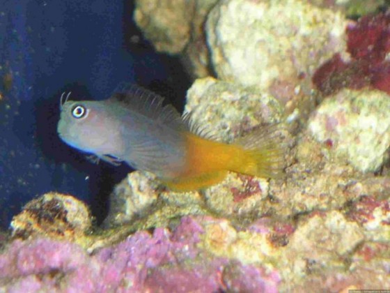 Bicolor blenny