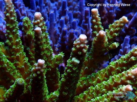 Acropora tumida-LED.jpg