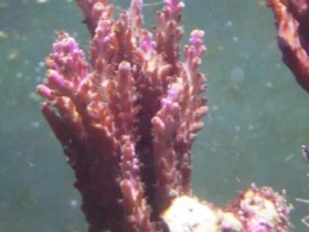 Acropora!