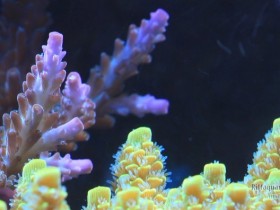 Acropora