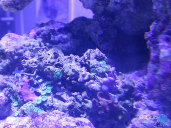 masos blenny