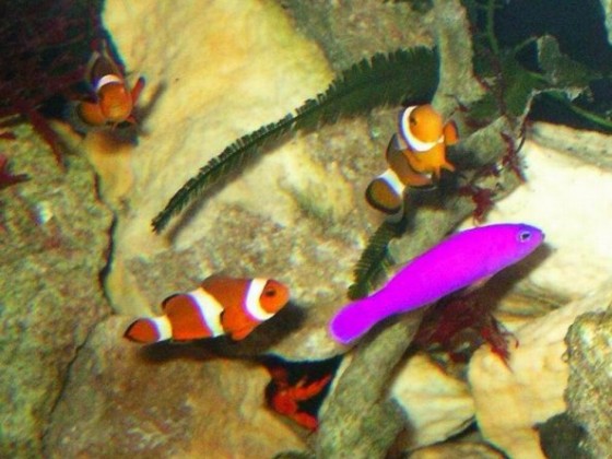 Amphiprion und Pictichromis